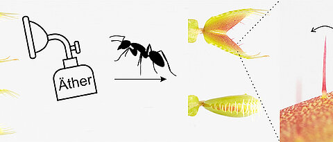 Eine betäubte Venusfliegenfalle (oben) kann sich nicht mehr schließen, wenn sie zum Beispiel von einer Ameise stimuliert wird. Grund hierfür ist, dass Äther die Ausbreitung eines Kalziumsignals vom sensorischen Haar in die Falle verhindert (rechts). 