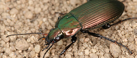 Der Kupferfarbene Buntgrabläufer (Poecilus cupreus). (Foto: Fabian Bötzl)