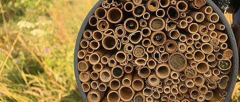 Bienen warten schlafend in einem künstlichen Nest aus Schilfhalmen auf günstige Flugbedingungen. Einige Arten verschließen ihre Nesteingänge mit Lehm oder Pflanzenresten. 