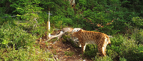 Ein Luchs am Rehkadaver im Bayerischen Wald. Die Großkatze ist einer der seltensten Bewohner unserer Wälder. 