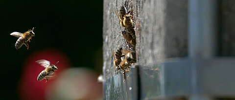 Bienenvölker nutzen auch hohle Strommasten als Lebensräume (hier eine Aufnahme aus Belgien).