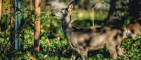 Verbiss durch Rehe ist gerade für junge und niedrige Bäume ein großes Problem.