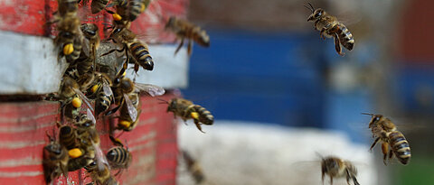 Honigbienen an einem Bienenstock. 