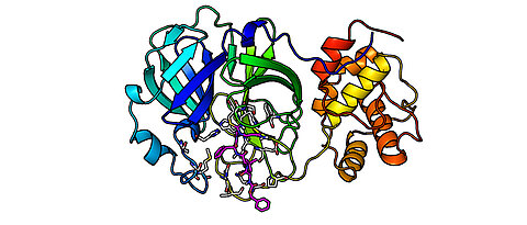 Die Hauptprotease des Coronavirus mit einem der neu entwickelten Hemmstoffe im aktiven Zentrum. Die einzelnen Domänen des Proteins sind in verschiedenen Farben dargestellt, der Inhibitor in pink.