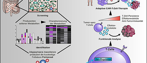 Das Bakterium Megasphaera massiliensis produziert im menschlichen Verdauungstrakt die kurzkettige Fettsäure Pentanoat. Diese kann bestimmte Zellen des Immunsystems so verändern, dass sie Tumoren effektiver bekämpfen können. Das gilt auch für CAR-T-Zellen.