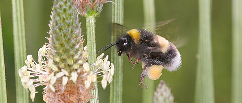Fliegende Hummel. Foto: Helga R. Heilmann