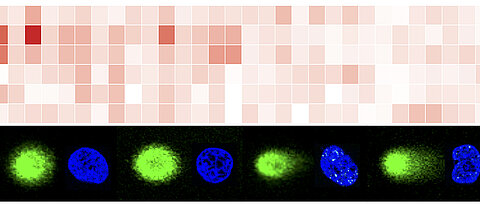 NEAT1 schützt das Genom in humanen U2OS Zellen. Anreicherung von NEAT1 an DNA-Doppelstrangbrüchen (NGS data, oben) und verminderte DNA-Schadensantwort in Zellen mit unterdrückter NEAT1 Expression (Mischdaten aus Konfokalmikroskopie, unten).