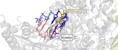 Der antivirale Wirkstoffkandidat Molnupiravir (gelb) wird in die virale RNA eingebaut und führt dort zu Mutationen (violett), welche letztendlich die Vermehrung des Viruses verhindern.  