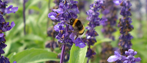 Die Dunkle Erdhummel (Bombus terrestris) ist eine der in Europa am häufigsten vorkommenden und auch größten Arten der Hummeln. Hier besucht sie eine Salbeiblume (Salvia farinacea) in einem urbanen Gebiet.