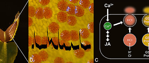 Fotos von einer Venusfliegenfalle, ihre Drüsen unter dem Mikroskop und schematische Darstellung der Vorgänge, die zur Sekretion führen. (Bild: Sönke Scherzer/Dirk Becker)