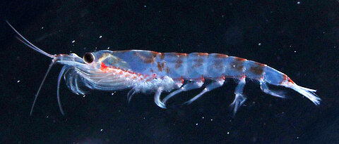 Maximal sechs Zentimeter lang und zwei Gramm schwer: Trotz seiner unscheinbaren Erscheinung spielt Antarktischer Krill eine zentrale Rolle für das Leben im Südpolarmeer. 