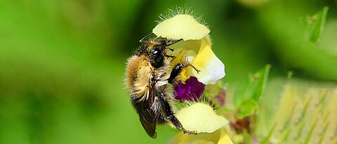 Die Ackerhummel (Bombus pascuorum) auf dem Bunten Hohlzahn (Galeopsis speciosa). Wird es zu heiß, können die Insekten die Duftstoffe der Blüten kaum noch wahrnehmen.