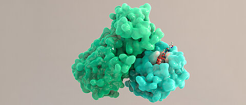 Die Hauptprotease (grün) ist ein wichtiges Molekül, das dem Virus bei der Vermehrung hilft. Mit einem geeigneten Medikament (hier in rot als Stabmodell) könnte das Molekül in seiner Funktion gehemmt werden. 