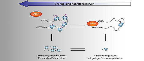 Zellen benötigen vermutlich bis zu 50 Prozent ihrer Energiereserven zur Ribosomen-Herstellung. Das LARP1-Protein sorgt unter Nährstoffmangel dafür, dass die Proteinproduktion reduziert wird. 