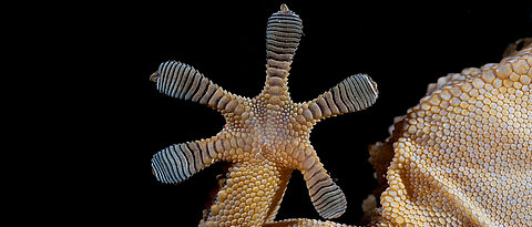 Ein Gecko-Fuß an einer Glasscheibe. Mit Hilfe Millionen winziger Härchen nutzen die kleinen Reptilien die van-der-Waals-Kräfte, um an glatten Wänden oder gar Decken zu haften. 