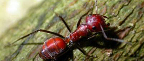 Eine Vertreterin der Ameisengattung Camponotus bei der Nahrungssuche, fotografiert im tropischen Regenwald von Borneo. Foto: Heike Feldhaar