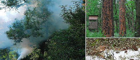 Mit der Fogging-Methode lassen sich Insekten und Spinnentiere aus Baumkronen annähernd vollständig sammeln. Die Tiere werden auf Planen aufgefangen, eingesammelt und bestimmt. Rechts oben: In Folge der Trockenheit waren die meisten Bäume der einheimischen Esche 2020 abgestorben. Nach einer Massenvermehrung des Eschen-Borkenkäfers Hylesinus fraxini zerstörten Spechte die Rinde der Eschen, was den toten Stämmen ihre markante Struktur verleiht.