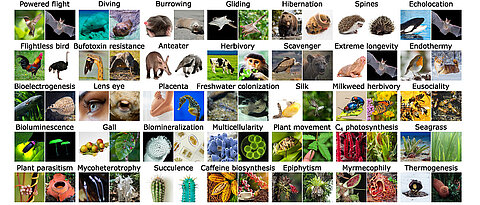 Beispiele für phänotypische Innovationen im gesamten eukaryotischen Lebensbaum, auf die die neu entwickelten Ansätze angewendet werden können.