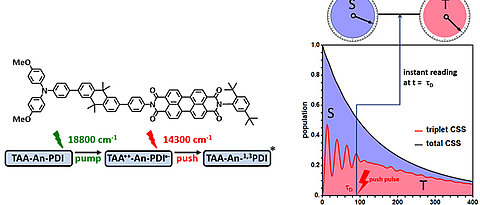 Prinzip-Skizze des Experiments. Das ladungsgetrennte Radikalpaar (CSS-RP, schwarze Kurve) zerfällt in zirka 1000 Nanosekunden durch Rekombination der Elektronen zu Singulett- bzw. Triplett-Produkt. Der dynamische Wechsel des CSS-Radikalpaars zwischen Singulett (S) und Triplett (T) wird dabei nur im Mittel über die Gesamtreaktionszeit erfasst. Durch die Push-Pull Technik können Singulett- und Triplett-Charakter des CSS-Radikalpaares zu jedem Zeitpunkt ausgelesen werden.