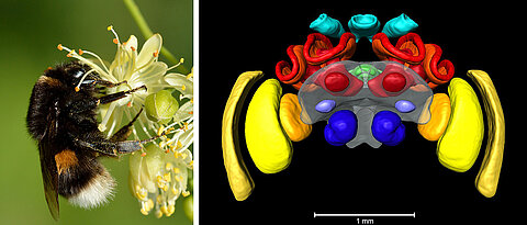 Eine Erdhummel und ein 3D-Modell des Hummelgehirns, basierend auf Mikro-CT. Die blauen Gebiete symbolisieren die primären Riechzentren. Die gelb/orangen Regionen verarbeiten Sehinformationen der Komplexaugen, die türkis gefärbten Sehinformationen aus den Punktaugen (Ocellen). In rot/orange dargestellt sind die für das Lernen wichtigen Pilzkörper. Der innere Kompass der Insekten, der Zentralkomplex, ist grün.