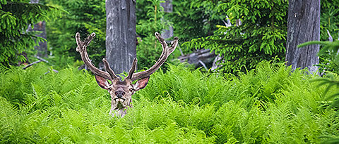 Rothirsch im Wald