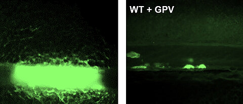 Eine Behandlung mit löslichem GPV verhindert die Bildung eines gefäßverschließenden Thrombus in einem experimentellen Mausmodell zur Thrombosebildung (rechts). Links ein gefäßverschließender Thrombus einer unbehandelten Maus.